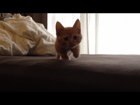 超スローモーションで歩く子猫さんが可愛すぎるｗｗｗ