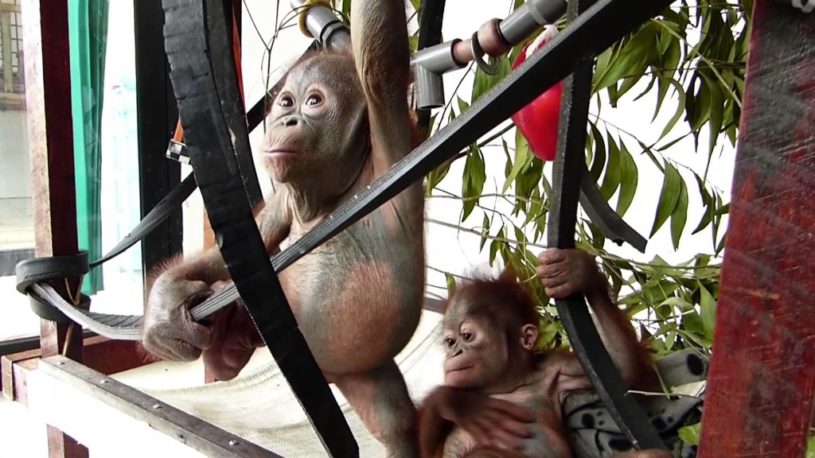 はじめてオラウータンの赤ちゃん同士が出会った瞬間。じだいに心を許していく姿が素敵！！