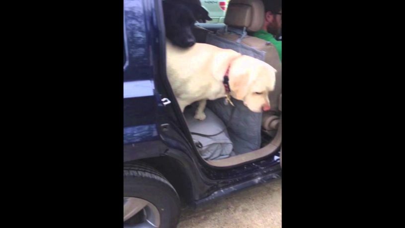 年老いたわんちゃんが車から降りるのを戸惑っていたのを見かけて若いわんちゃんが助ける様子が素敵！！！