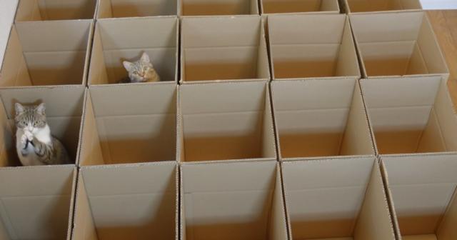 沢山の箱で遊ぶ９匹の猫