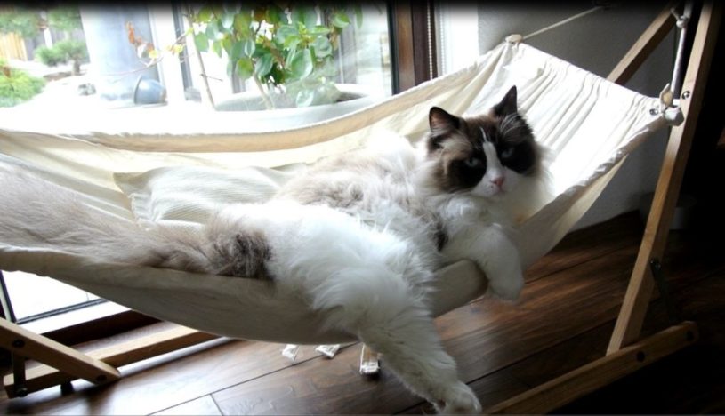 ハンモックでくつろぐ猫。