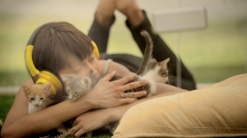 猫天国でストレスを開放！！！！！！