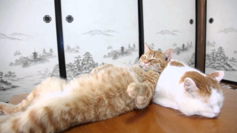 もふもふの猫を枕に気持ちよさそうに眠る猫ｗｗｗｗｗ