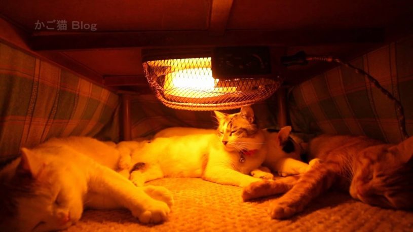 ねこもこたつでまるくなる→こたつにあつまりすぎてるwwww