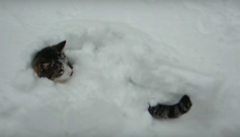 雪が楽しすぎて、すぽっと雪の中にハマってしまった猫が可愛すぎるｗｗｗｗ