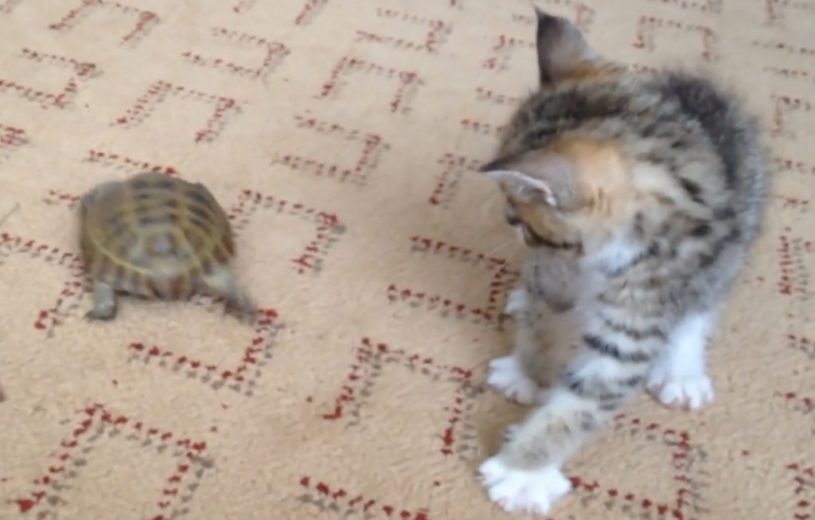 亀に興味津々のねこさん。超すばやい行動で亀と遊ぶ姿がかわいいーー！！！！
