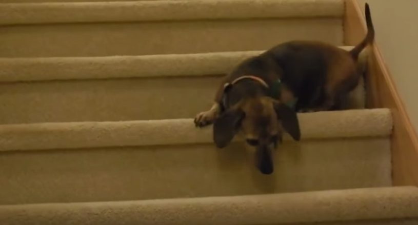 どうやって階段を登ったり降りたりしたらいいのかわからない犬たち。