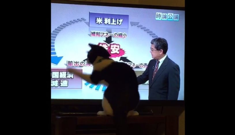 株安に翻弄される猫が可愛すぎるｗｗｗ