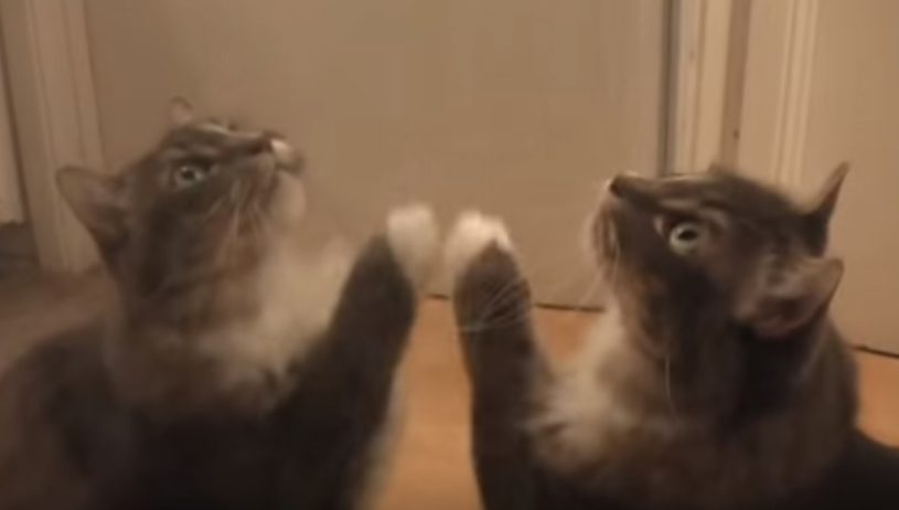 鏡の中に友達をみつけた猫