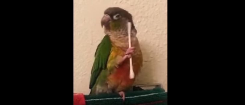 【おしゃれ】綿棒を使って毛づくろいをするインコ