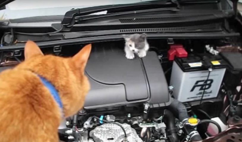 エンジンルームに入ってしまった子猫。人間の力では出てきてくれない。→猫が助けてくれた！！！