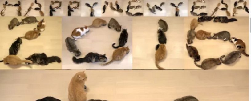 あけましておめでとう！２０１６年の新年の挨拶を猫１０匹で表現した動画