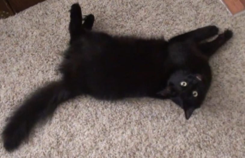 ねこは、どうやって人間に愛してると伝えるのか？