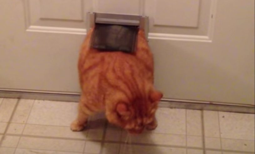 かわいすぎるデブ猫さんwwwww　扉から出られないwwww