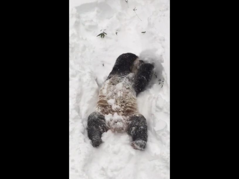 雪って楽しいー！パンダが雪を300%楽しんでいる様子wwww