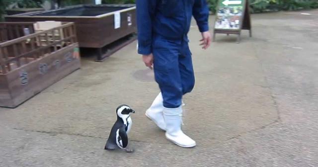 飼育員さんにずっとついてくるペンギンさんが可愛すぎるｗｗｗｗ
