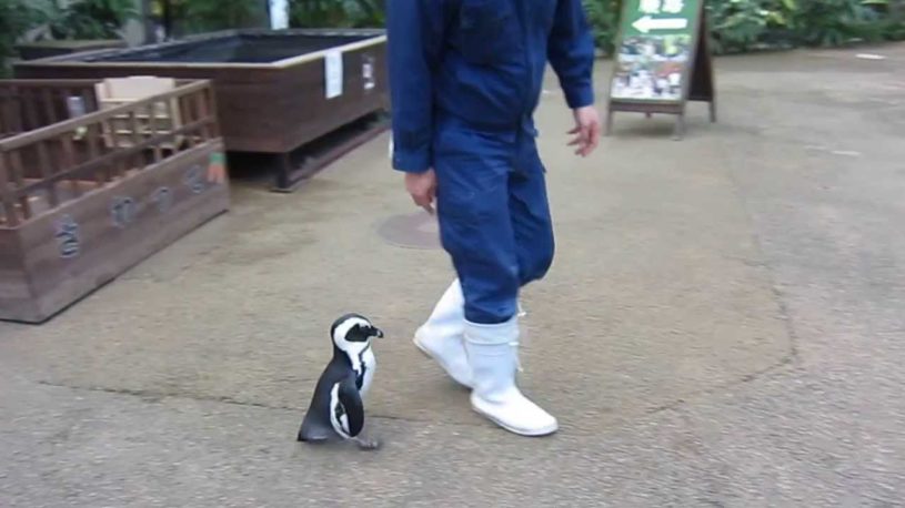 飼育員さんにずっとついてくるペンギンさんが可愛すぎるｗｗｗｗ