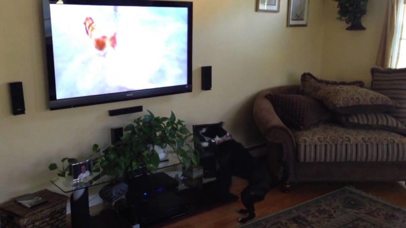 テレビにでているわんちゃんを見ながら一緒にその場で足踏みするわんちゃんがかわいすぎるーーーーー！