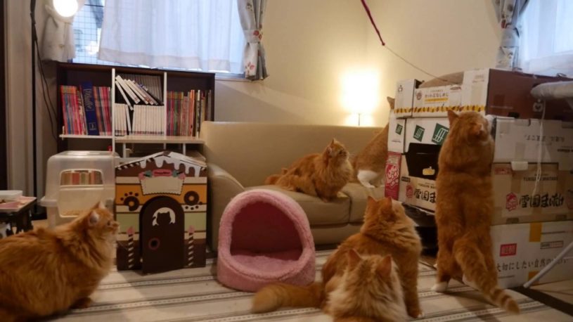 かわいいマンチカンが大集合！「リアルねこあつめ」