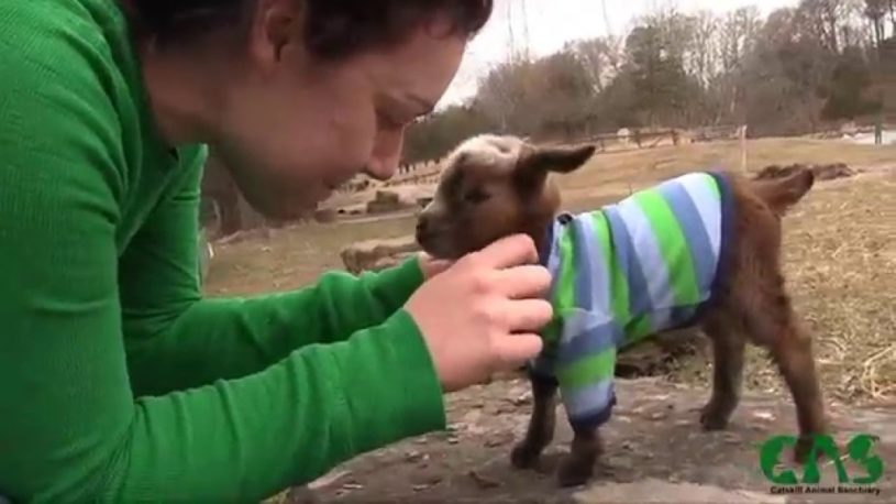 ストライプの服を着たちっちゃなヤギさんが走りだす様子。