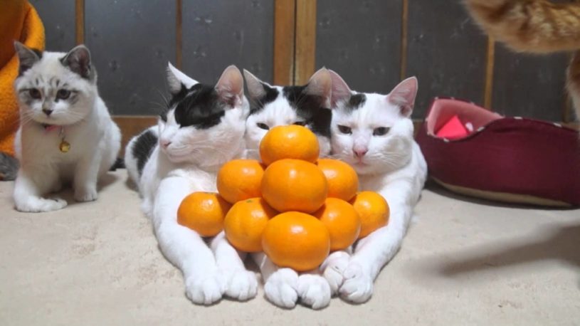 【のせ猫】みかんピラミッドが完成！！！