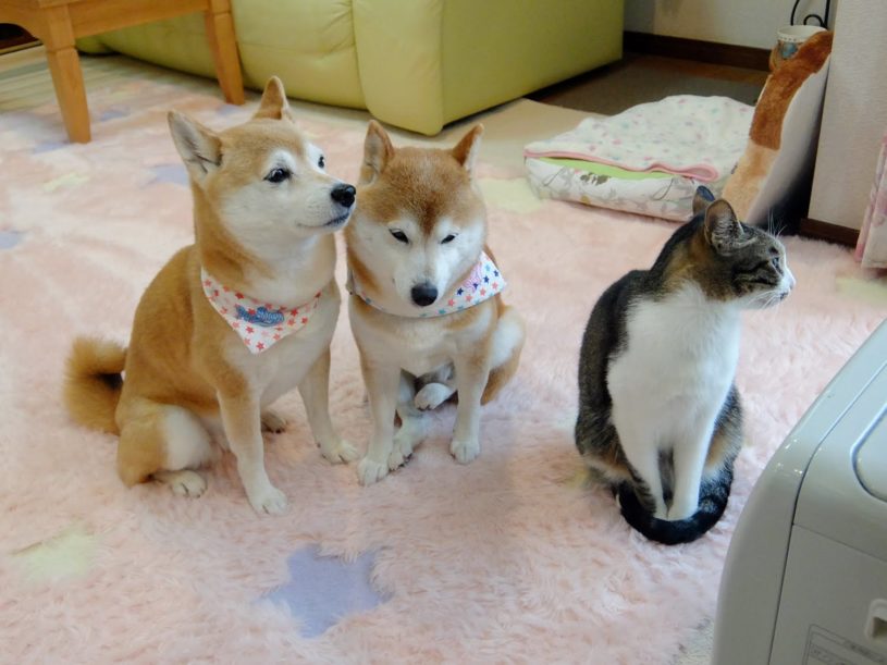 暖房が暖かくて動けない柴犬と猫。しばちゃんの微妙に動く足が可愛い！