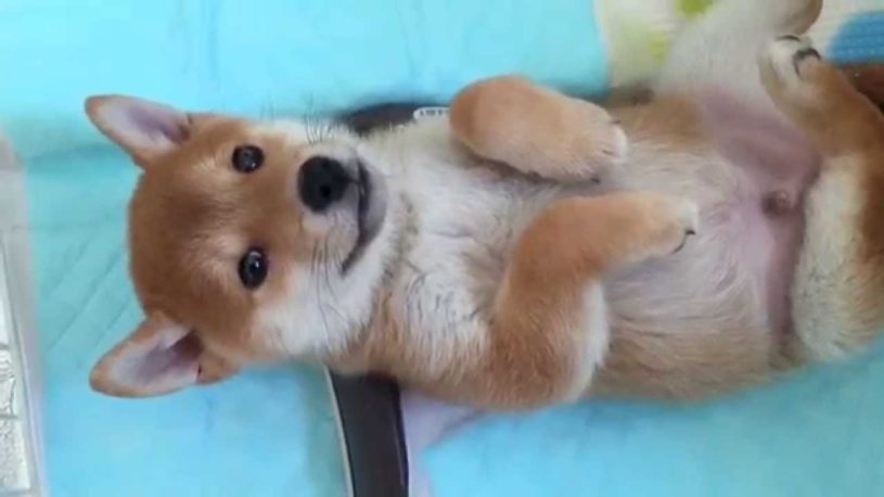 しゃっくりにびっくりする柴犬の赤ちゃんの様子が可愛い！！