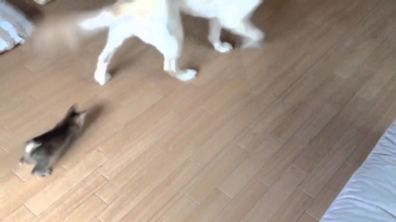 わんちゃんが猫のおもちゃを使って子猫と遊ぶｗｗｗ