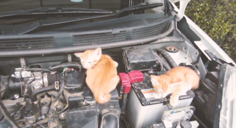 あたたかいところが大好きな猫たちの為に乗る前に車をバンバン叩こう！#猫バンバン