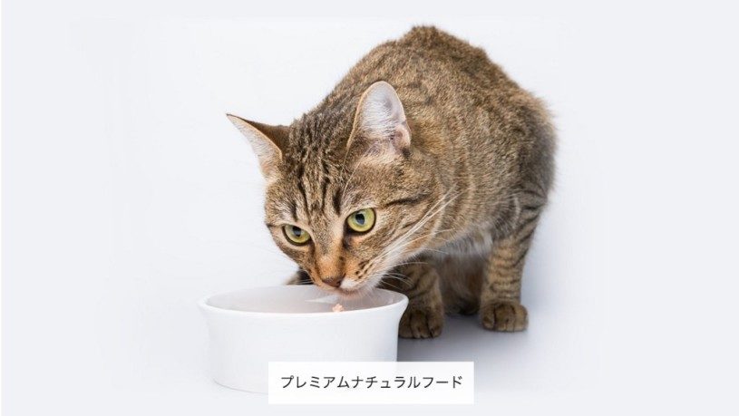 Amazonが猫専用ストアをオープン！！！