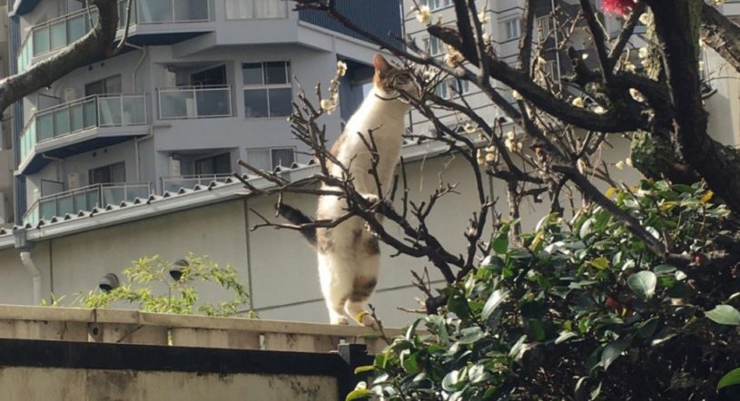 季節を感じる猫が話題に。「梅の匂い」たまらにゃい！