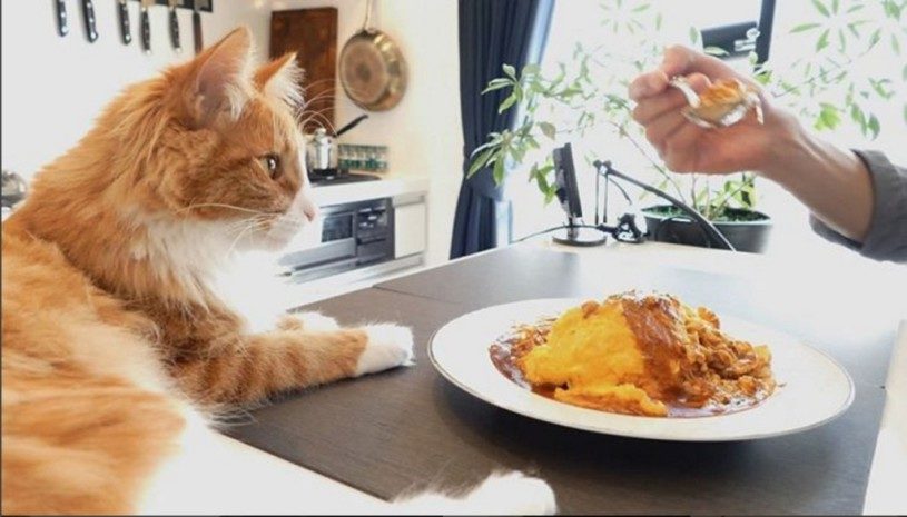 かわいい猫ちゃんと一緒に作る美味しいオムライス！