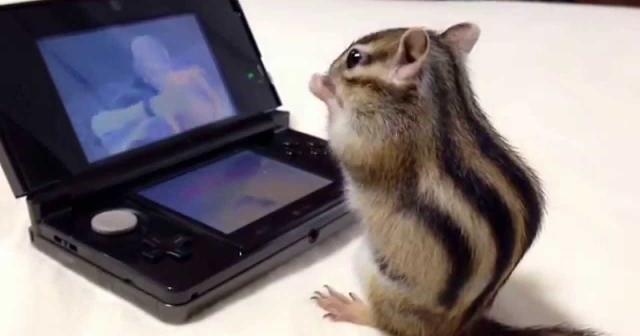 ゲームに夢中なシマリスwwwww