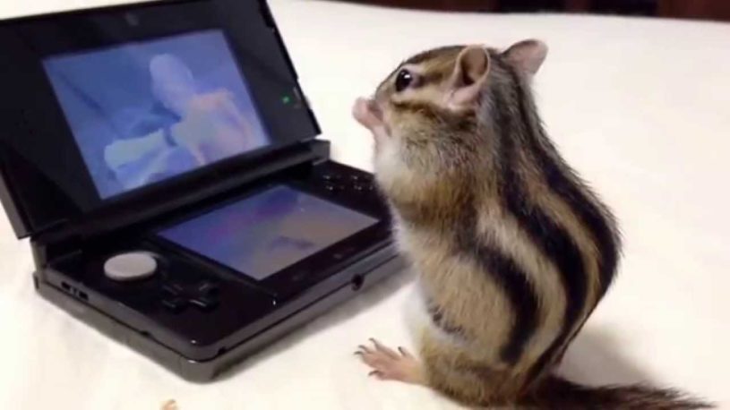 ゲームに夢中なシマリスwwwww