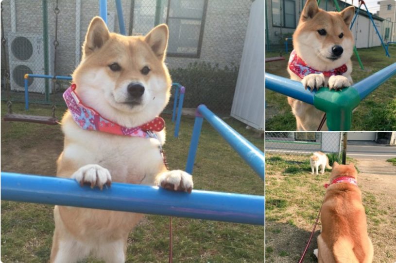 気になるあの娘をみつめる柴犬さんがとてもかわいい。