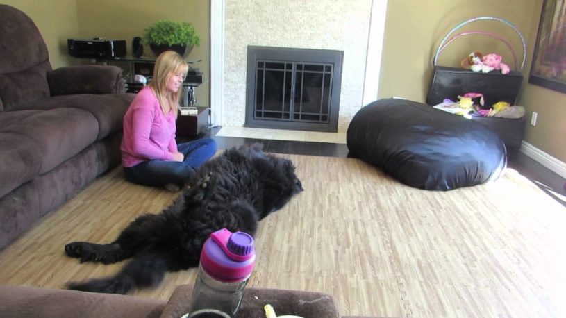 巨大なニューファンドランド犬がお腹をだして甘える様子が超かわいい