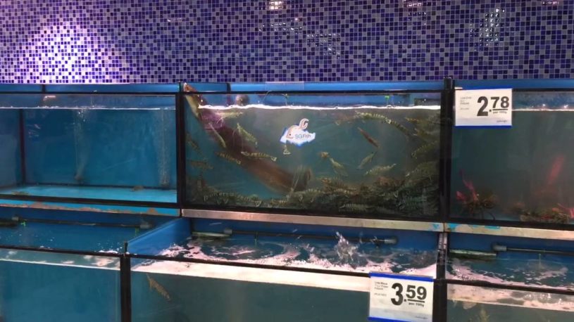 うなぎの水槽になぜエビがいるのか知ることになった理由ｗｗｗｗｗ