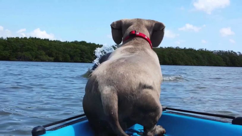 興奮が伝わってくる！イルカを見つけた瞬間ボートから飛び込んだ犬！！