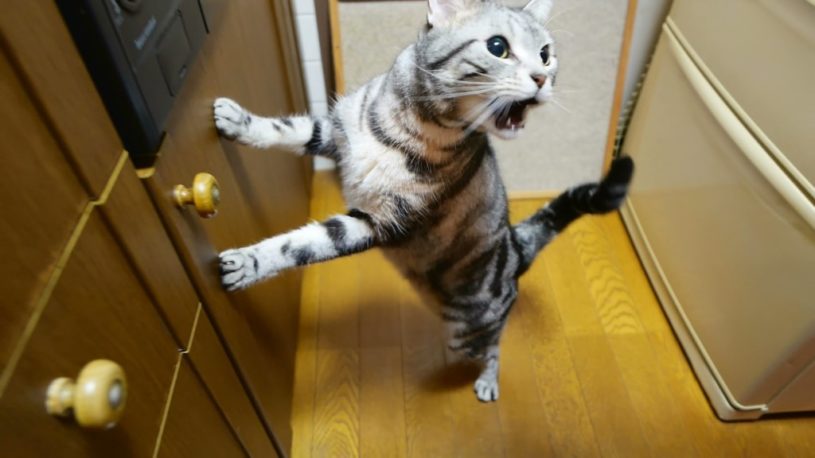 猫缶が貰えそうでそわそわする猫ちゃんがかわいい！！！