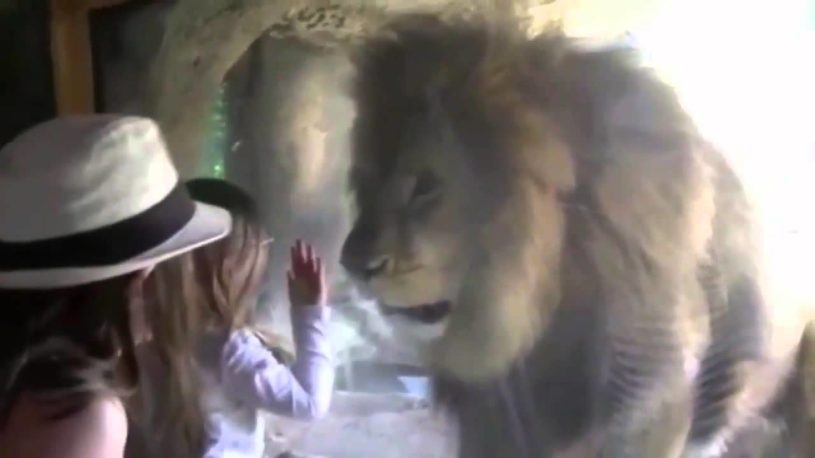 ガラス越しにライオンにキスをした女の子。ライオンの反応は？
