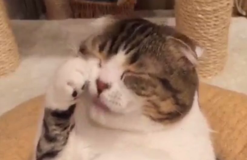 時折ふと我に帰るねこさんが話題に