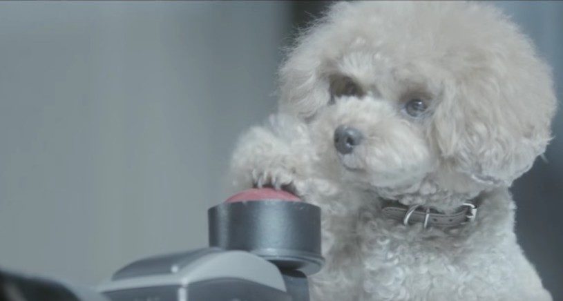 いつもは、撮影される側の犬が、もしも愛犬があなたの写真を撮ったら？ 「フォドッグラファー」