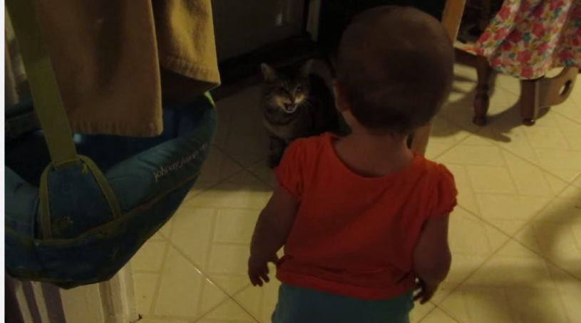 猫と話ができる赤ちゃん、おかあさんは毎日おしゃべりをする様子を見ている