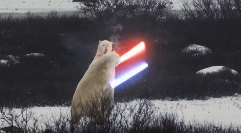 動物の動きにエフェクトをつけるとかっこよくなることが判明