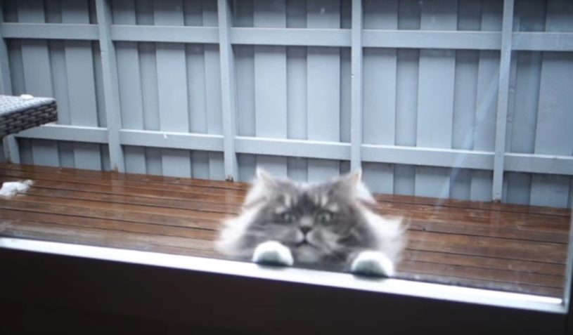 ドアの外からぴょこっと顔をだす猫ちゃんがかわいい！！！