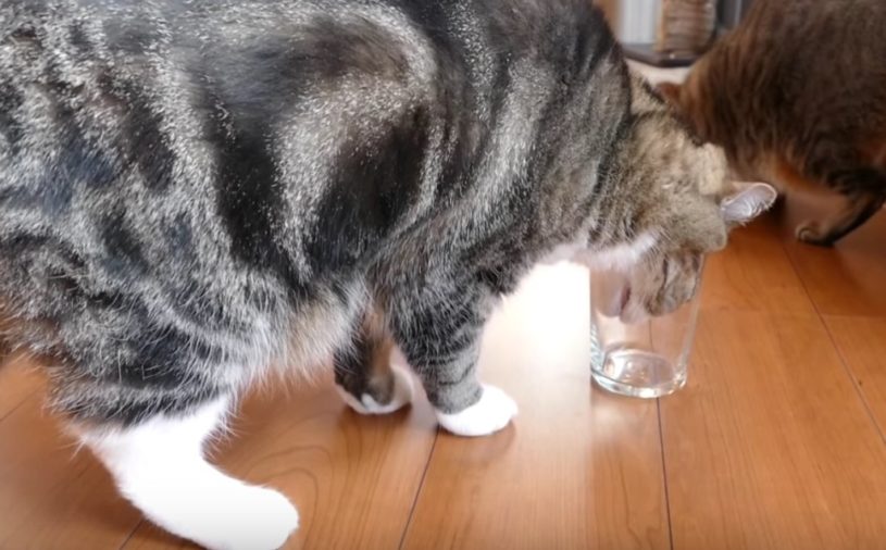 猫の利き手を調べる方法