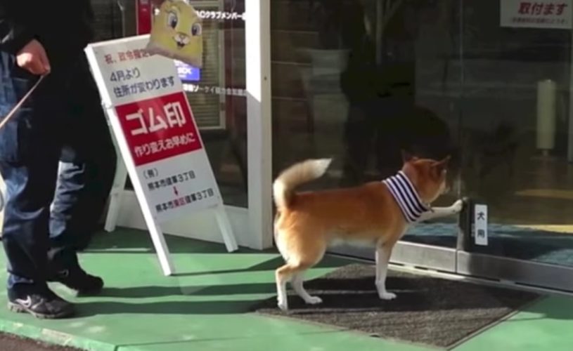 犬専用の自動ドアが存在する！めっちゃかわいいじゃないか！！