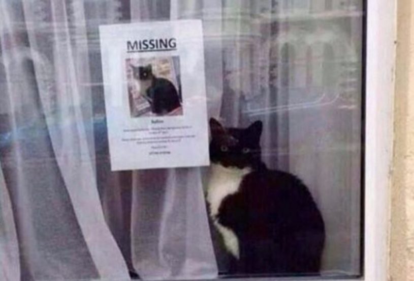 行方不明のポスターに掲載されている猫が意外な場所から発見されたwwww