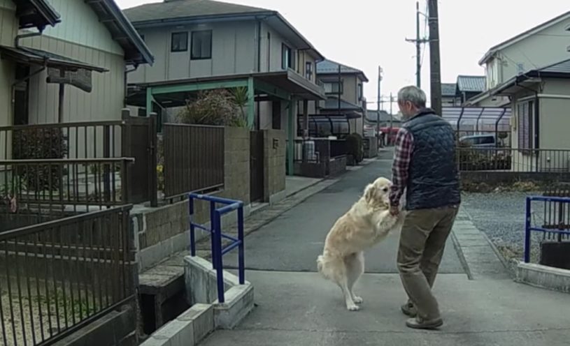 飼い主さんが車で出かけようとすると邪魔をするゴールデンレトリバーさんｗｗｗｗｗ
