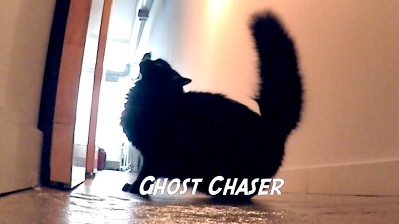 猫の仕事ｗｗｗｗ